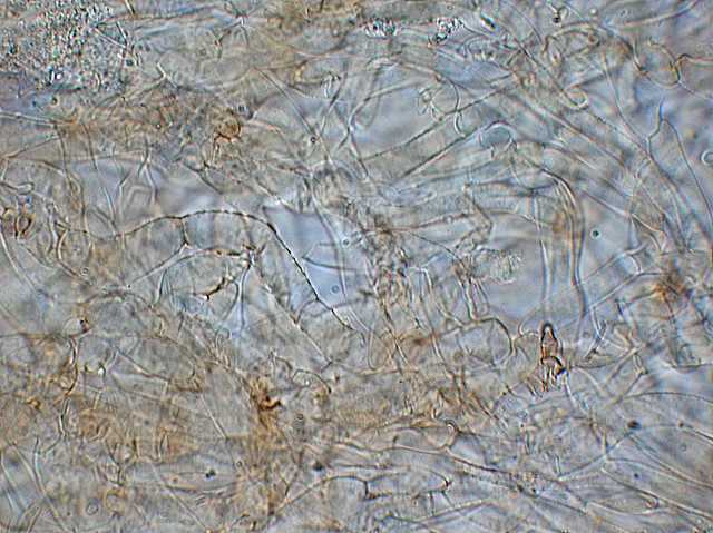 Galerina stylifera   (G.F. Atk.) A.H. Sm. & Singer